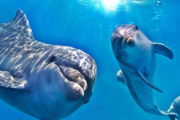 egytourguide dolphin house